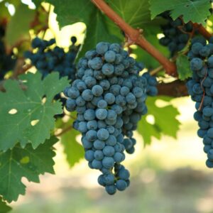 Cabernet Sauvignon 2.6-Gallon BiB HP
