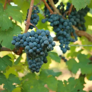 Cabernet Franc 2.6-Gallon BiB HP