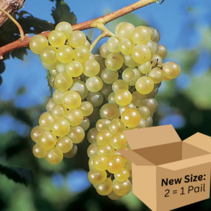 Chardonel 2.6-Gallon BiB HP