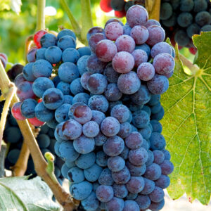 Grenache 2.6-Gallon BiB HP