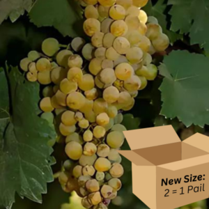 Orange Muscat 2.6-Gallon BiB HP