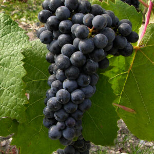 Petit Verdot 2.6-Gallon BiB HP