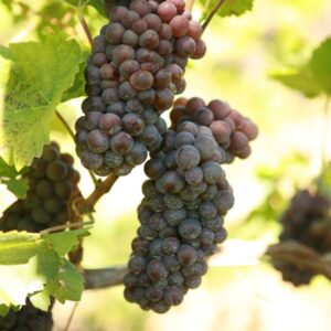 Pinot Gris 2.6-Gallon BiB Hotpack