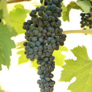 Shiraz 2.6-Gallon BiB HP