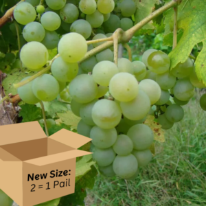 Valvin Muscat 2.6-Gallon BiB HP