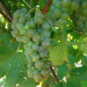 Vignoles 2.6-Gallon BiB Hotpack