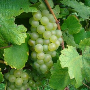 Chardonnay 2.6-Gallon BiB HP