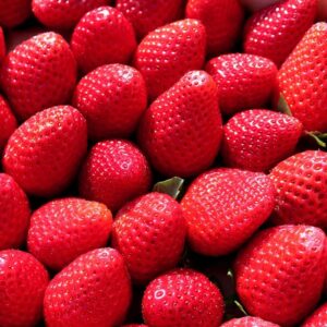 Strawberry 2.6-Gallon BiB HP